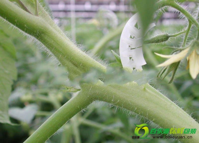 番茄裂莖是咋回事？