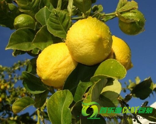 檸檬樹(shù)種植時(shí)需要注意那些？